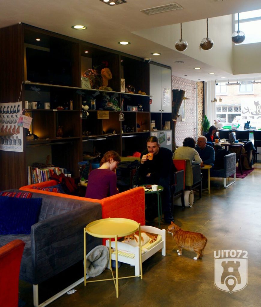 uit072-ritsevoort-alkmaar-digibeet-kattencafe-6