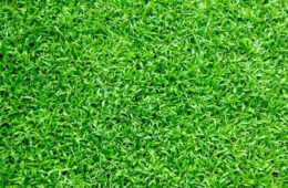 Gras - voetbalveld