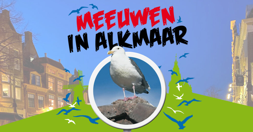 Meeuwen in Alkmaar