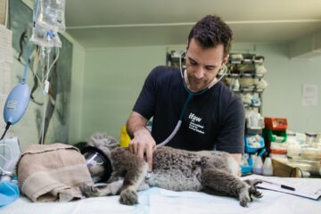 Koala bij dokter